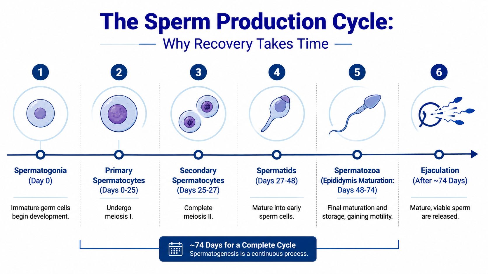 A diagram illustrating the six stages of the 74-day human sperm production cycle known as spermatogenesis.